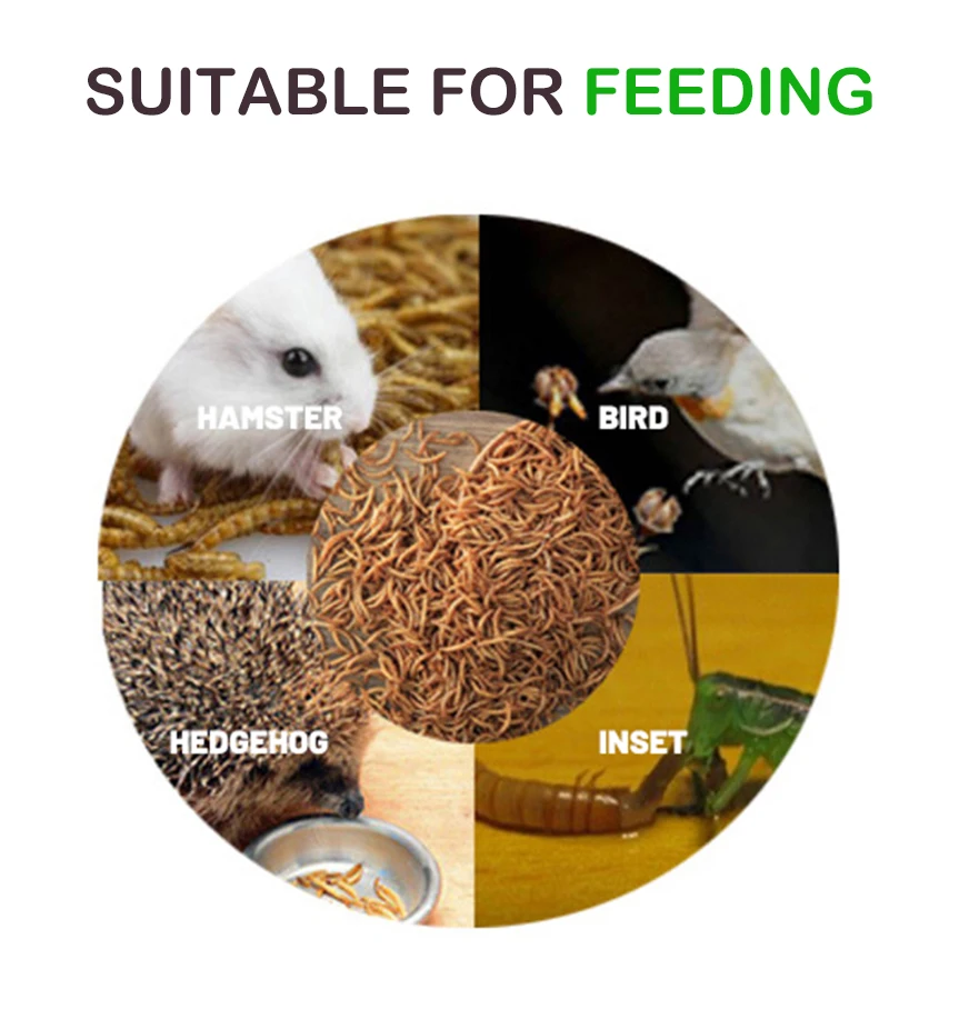 dried mealworms details2.jpg