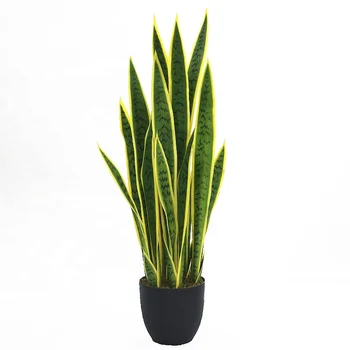 90cm High Potted Yellow Edge Sansevieria Plant Wholesale - Buy ...