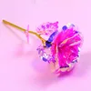 Pink roses