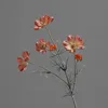 Rosa coral
