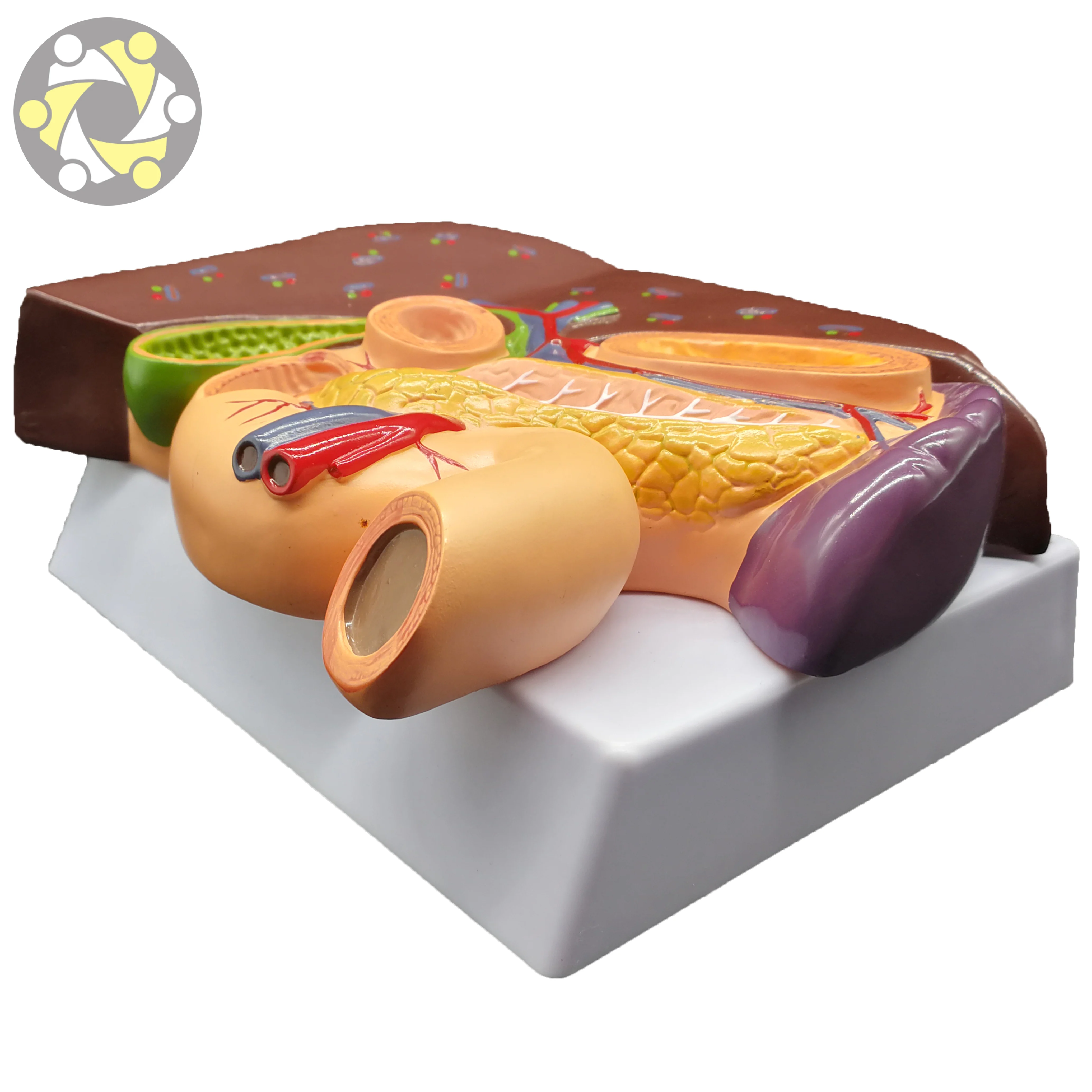 Science Medical Teaching Liver Pathology Model With Duodenum Stomach