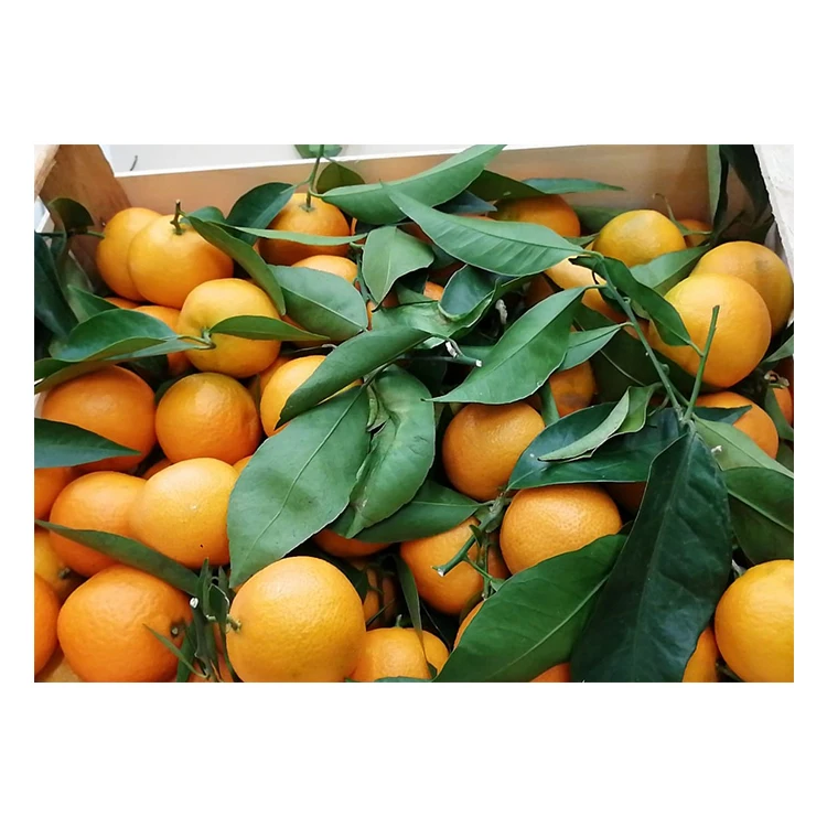 Italy Fresh Loose Clementines With Leaves Organic Fresh Fruits Clementine