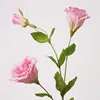 Rosa intenso