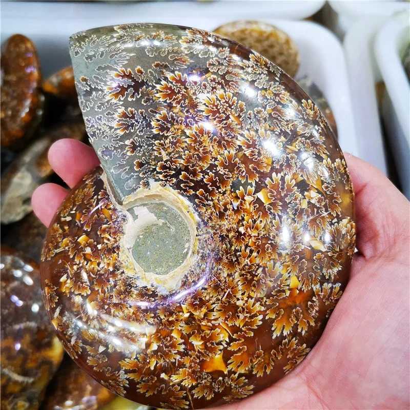 Hot Sale Madagascar Natural Ammonite Fossil Conch Crystal Specimen Shiny Snail Fossil for Sale