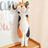 Three-color cat