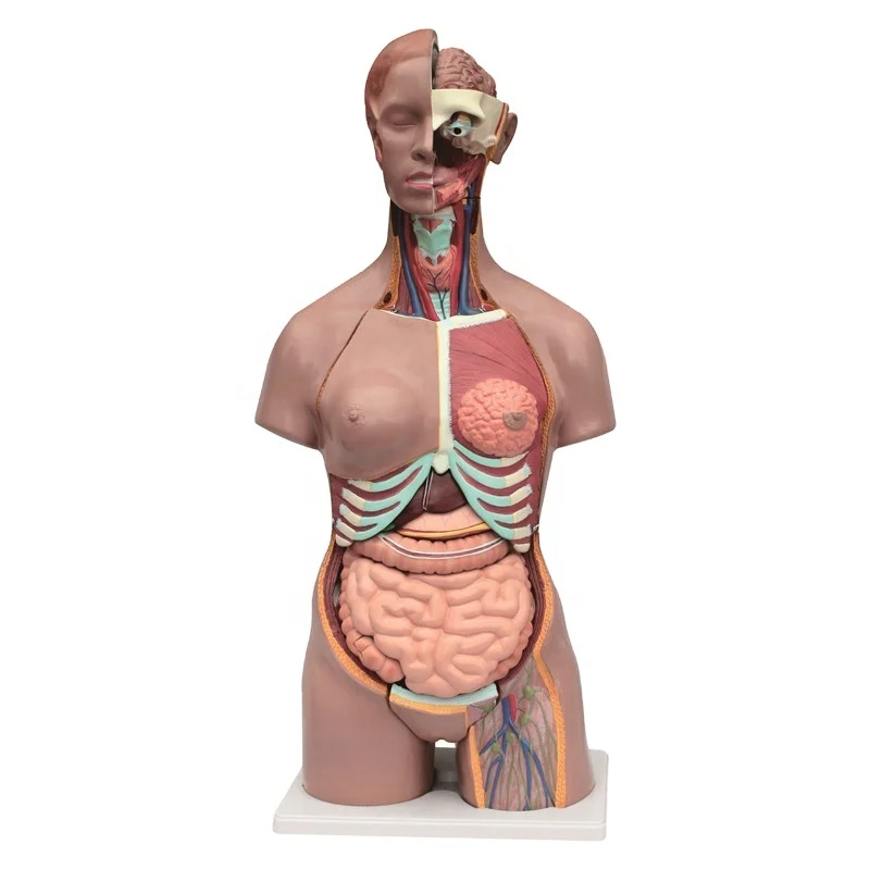 Medical Science Anatomical PVC 85 cm Unisex Human Model 21parts Human Male and Female Torso Model