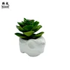 elefante timido (mix di succulente)