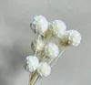 สีขาว