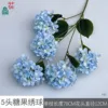 Hortensia Candy HN de 5 cabezas, azul claro, sin hojas