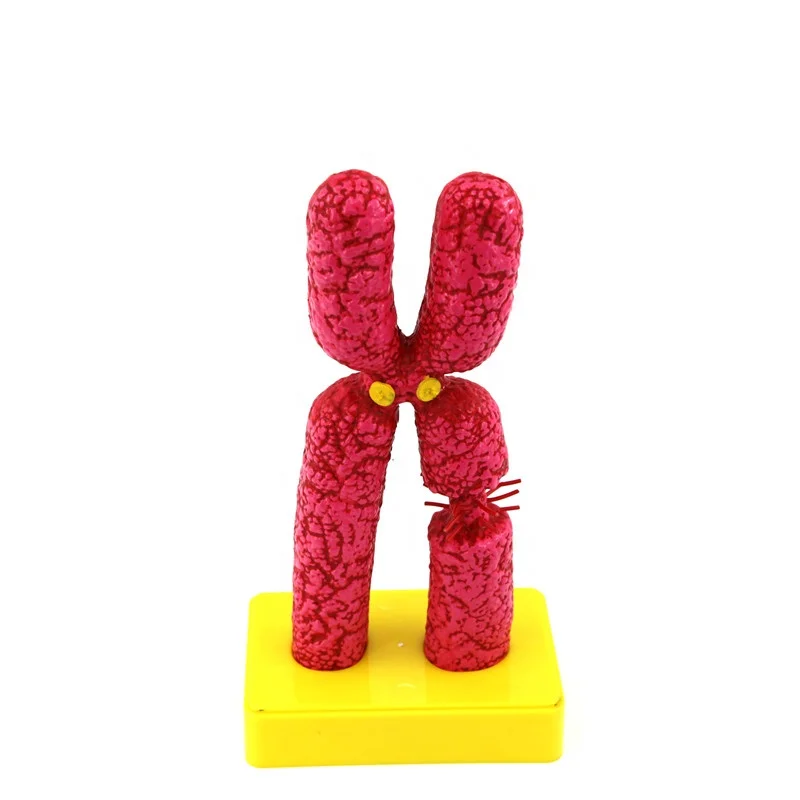 Human Chromosome Model