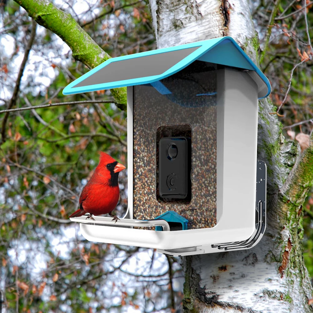 garden bird camera