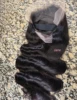 1 perruque Body wave