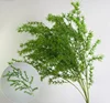 Aghi di Pino Verde