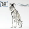 Dog skeleton