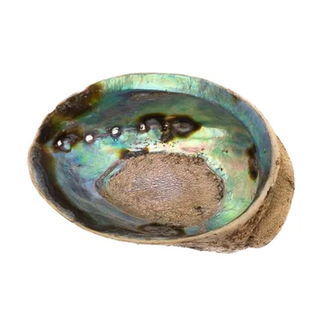 Wholesale polished and unpolished New Zealand abalone shell raw paua seashell 10-15 cm for burning sage best price
