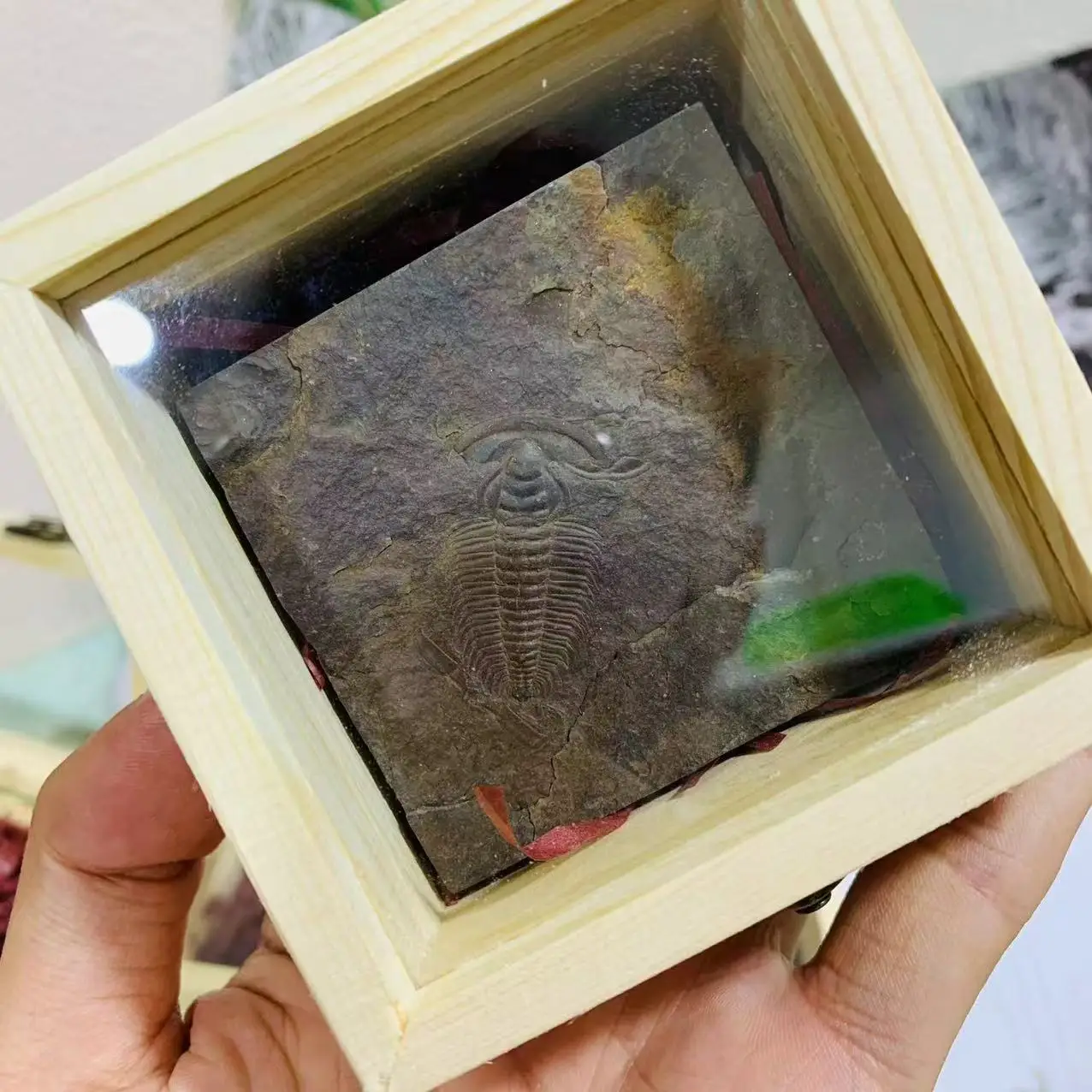 Wholesale Price Natural fossil Science Popularization Gifts Trilobite in Box for Collection Gift