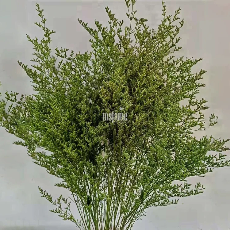 Codariocalyx motorius (4)