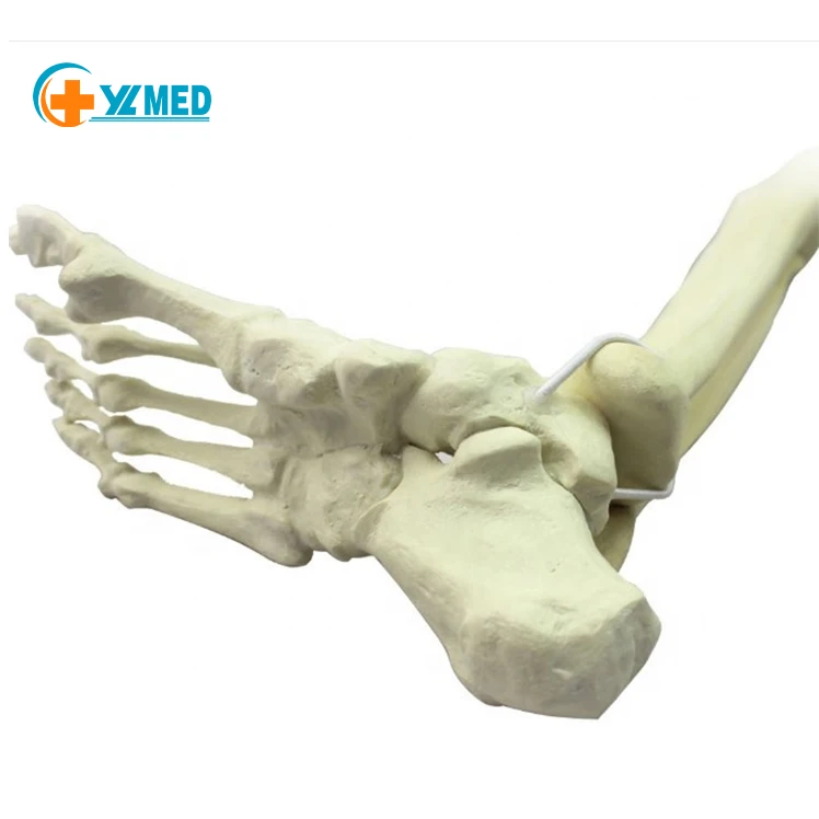 Eco-friendly PVC Biological Model Teaching Aids Plastic Human Foot & Bone Skeleton for Medical Science
