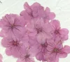 rosa scuro