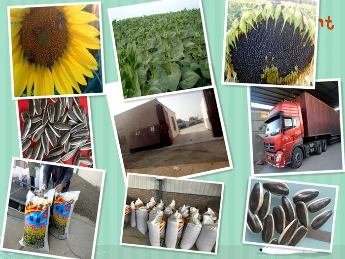 sunflower seed.png