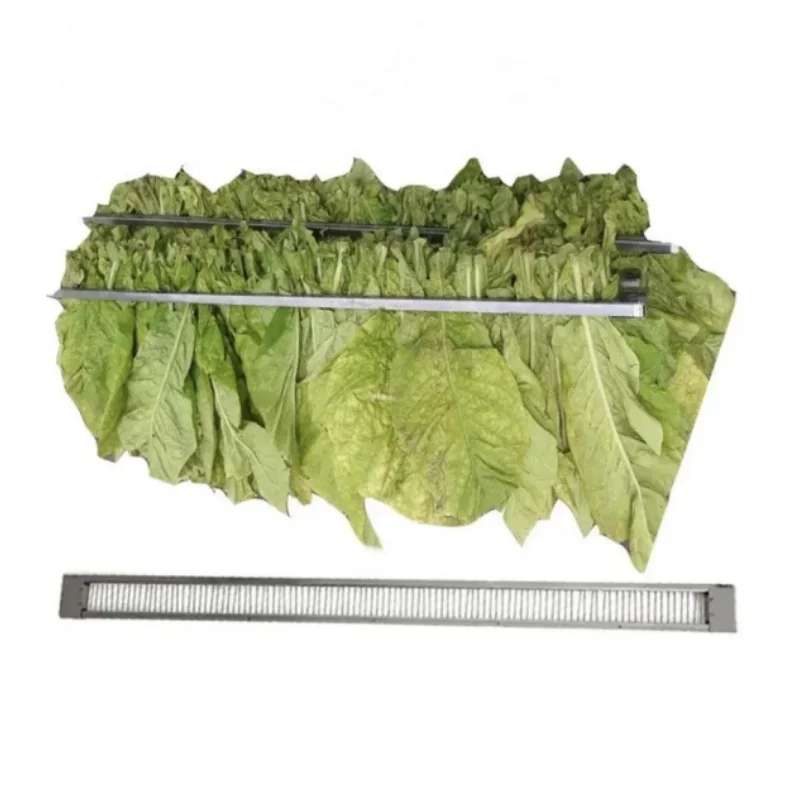 scientific name of tobacco Scientific Name of Smoking Tobacco and Delosperma cooperi