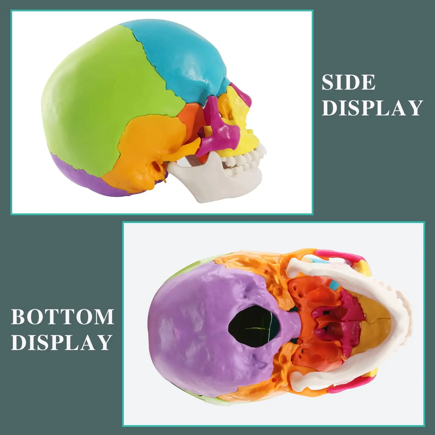 Color 22 Parts Life Size Exploded Anatomical Skull Model for Medical Student Human Anatomy Teaching and Studying Natural Large