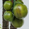 Coconut fruit