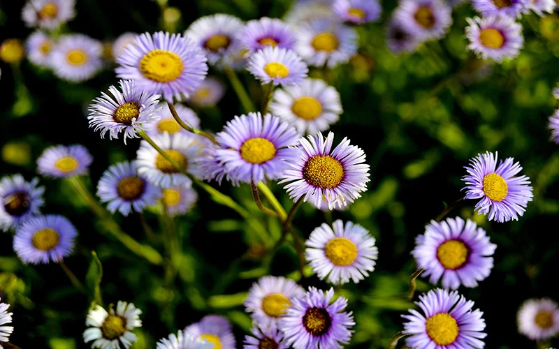 Organic Factory Supply Erigeron Breviscapus Extract Breviscapine Cas 116122-36-2 view 5