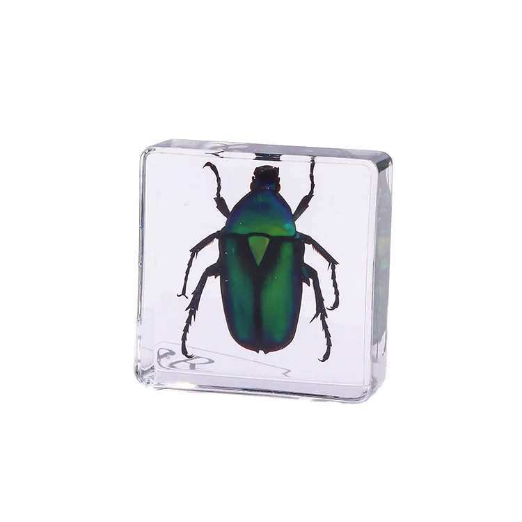 Insect in Resin Specimen Bugs Collection Paperweights Arachnid Resin Specimen Insect Specimen Bug Preserved in Resin for Kids