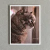 CAT Postcard 7