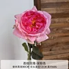 Lychee Rose Deep Pink
