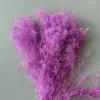 Rosa viola