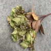 Verde autunnale