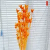 Orange 2