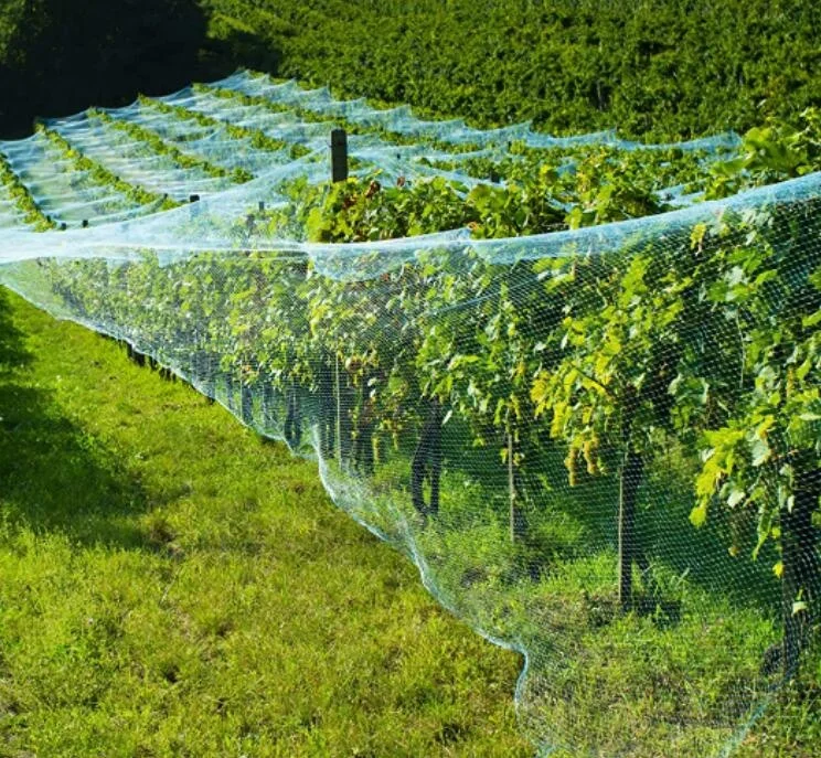 Supermarket Channel Garden Bird Protection Mesh Green Anti Vineyard