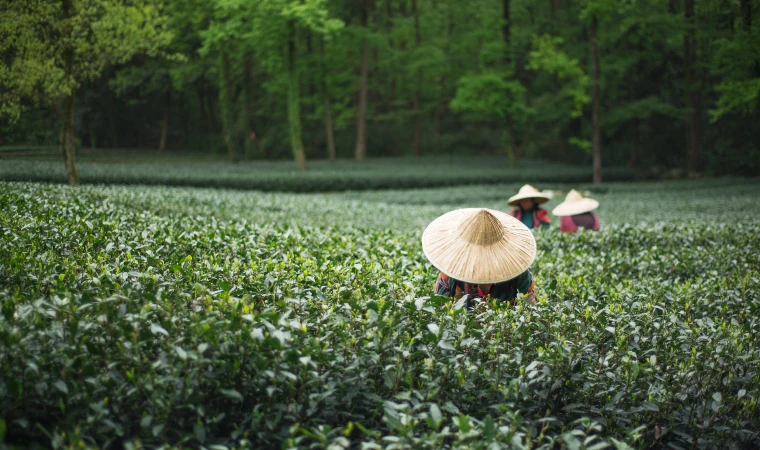 促进中国茶叶出口的发展思路——基于印度和日本的经验分析
