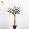 0.9-meter Yucca florida (66 leaves)