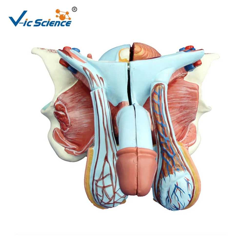 人体解剖学模型男性生殖器生殖器官模型前列腺解剖模型 Buy 生殖器官模型 男性生殖器模子 人体解剖模型product On Alibaba Com