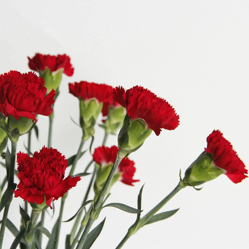 Fresh Cut Flower Bulk China Agriculture Ornamental Plants Fresh Cut