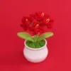 Red Myosotis sylvatica (5Head wrapped) small pot plant