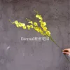 Orquídea Danzante