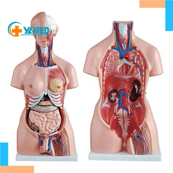 医学解剖学 生物学的 男女兼性人間 85cm トルソーモデル PVC