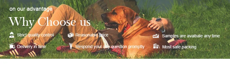 dogsta_08.jpg