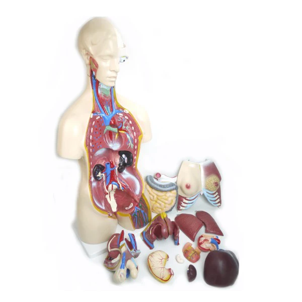 Human Body Torso Anatomical Model, Human Torso Model