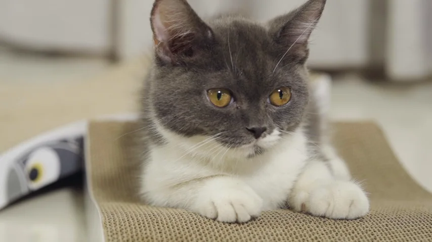 Kratzkokon Für Katzen - Faltbare Kratzunterlage Mit Ball Spielzeug