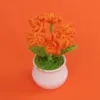 Orange Myosotis sylvatica (5Head wrapped) small pot plant