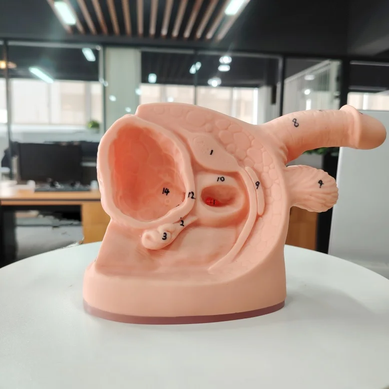 DARHMMY PVC Male Medical Science Internal and External Genitalia Model With Catheterisation for Training in Nursing School