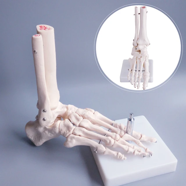 30x18x11cm Human Skeleton Model , Pvc 0.8kg Anatomical Foot Model