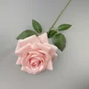 Rose à grandes cornes - Rose clair