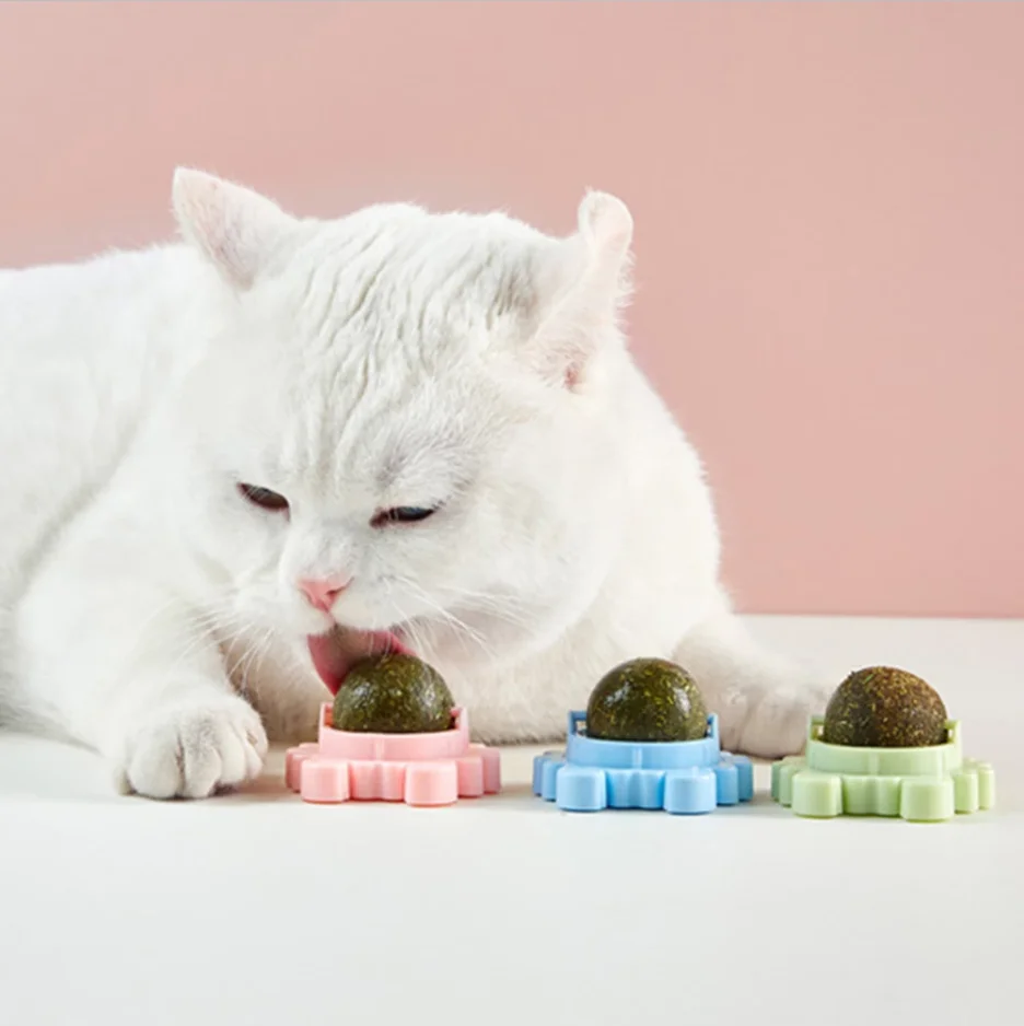 rotatif cataire boule de mur chat traiter jouets avec cataire